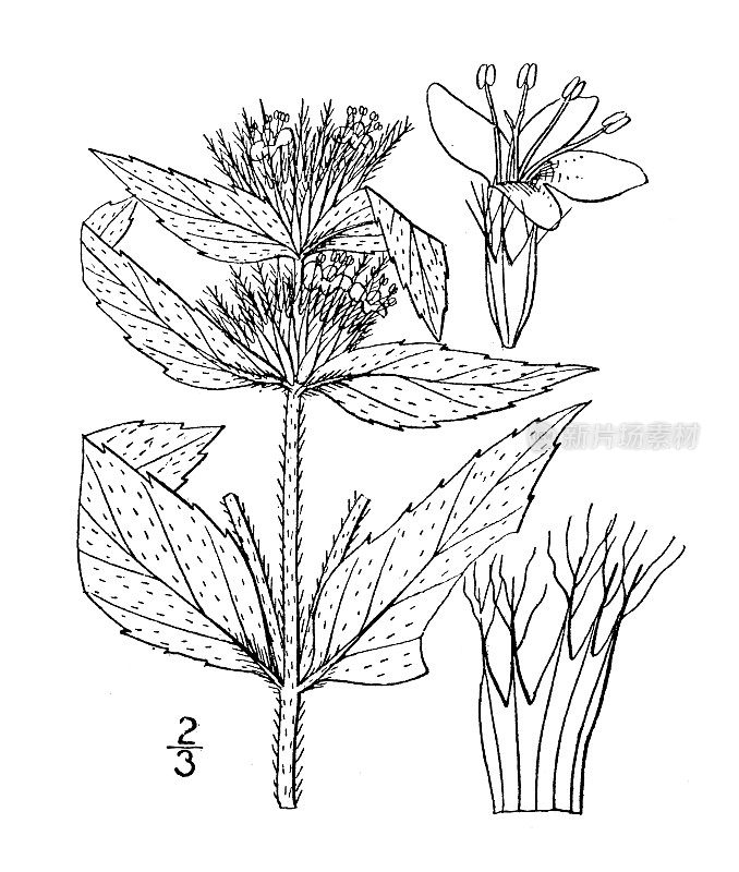 古植物学植物插图:柯ellia pycnanthemoides, Southern mountain mint